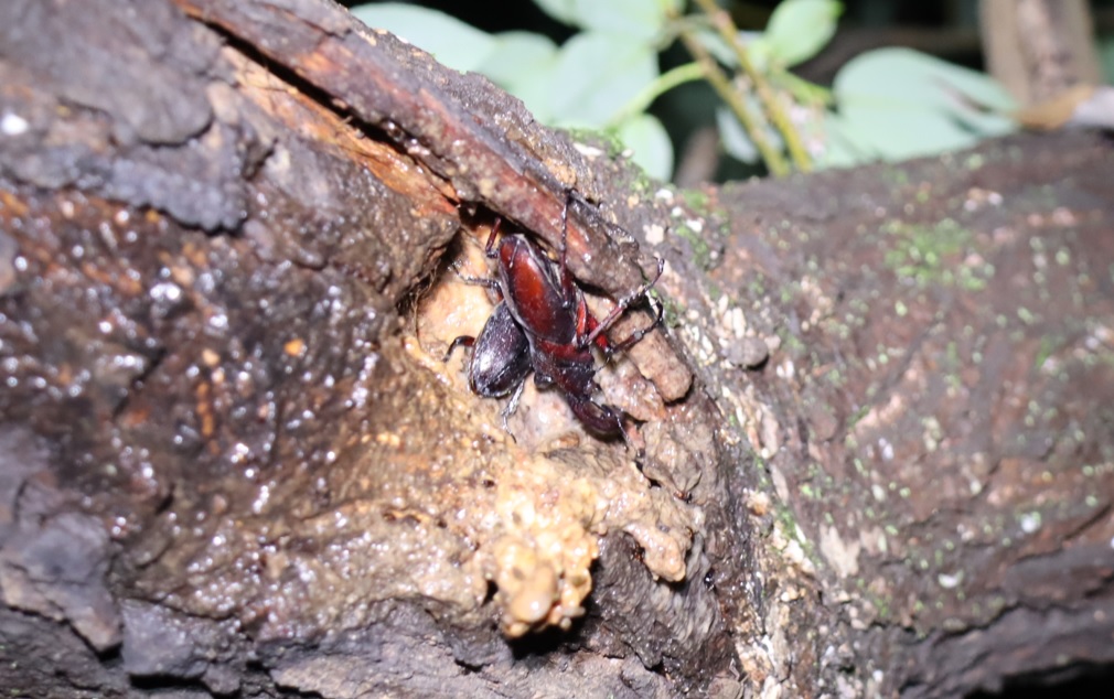 ノコギリクワガタのペア_枝先のヤナギの洞－ヤナギ林_2023年6月8日19時45分気温20度 霧雨